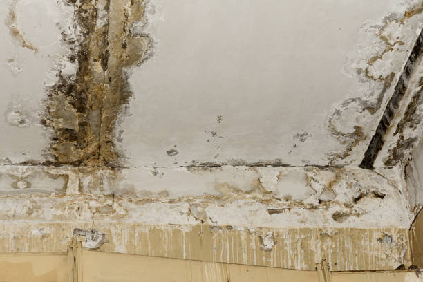 Best Carpet water damage restoration  in Taos, NM